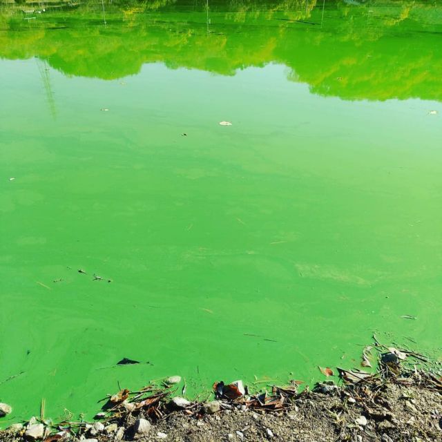 おかっぱりバス釣りでコスパ最強だと思うランディングネット オカドバ おかっぱり専門ド素人バサーの釣行記